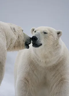 Two Polar bears (Ursus maritimus) interacting, Svalbard, Norway, September 2009 Two Polar bears (Ursus maritimus) interacting, Svalbard, Norway, September 2009