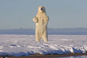 Polar bears (Ursus maritimus) standing up on hind legs, barrier island outside Kaktovik Polar bears (Ursus maritimus) standing up on hind legs, barrier island outside Kaktovik