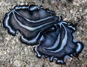 Pacific Ocean Invertebrates Prints: Polyclad flatworms (Pseudobiceros sp)