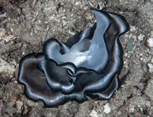 Polyclad Flatworms Print, Mating Pair on Seabed
