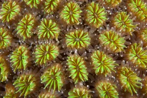 Polyps of cushion coral (Galaxea fascicularis) Maldives, Indian Ocean Polyps of cushion coral (Galaxea fascicularis) Maldives, Indian Ocean