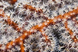 Polyps on gorgonian fan coral. West Papua, Indonesia Polyps on gorgonian fan coral. West Papua, Indonesia