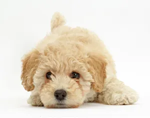 Poochon puppy, Bichon Frise cross Poodle, age 6 weeks Poochon puppy, Bichon Frise cross Poodle, age 6 weeks
