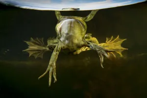 Pool Frog (Pelophylax lessonae) split level view, near Crisan village, Danube Delta Pool Frog (Pelophylax lessonae) split level view, near Crisan village, Danube Delta