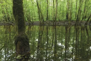 Pool of water left over from the flooded season in a Grey alder (Alnus incana) forest Pool of water left over from the flooded season in a Grey alder (Alnus incana) forest