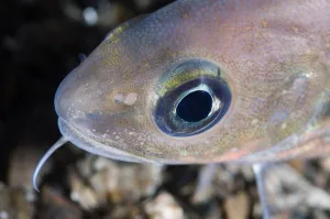Poor cod (Trisopterus minutus) portrait, Trondheimsfjorden, Norway, February 2009 Poor cod (Trisopterus minutus) portrait, Trondheimsfjorden, Norway, February 2009