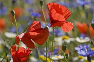 Poppies (Papaver rhoeas) and cornflowers (Centaurea) in flower Piano Grande, Umbria Poppies (Papaver rhoeas) and cornflowers (Centaurea) in flower Piano Grande, Umbria