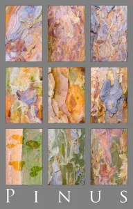 Pine Tree Bark Patterns Print, Scotland