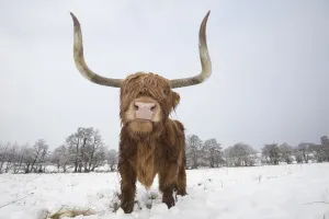 Highland Cow Prints: Highland Cow in Snow Print, Cairngorms National Park