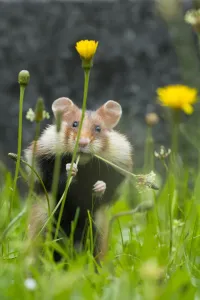 Prints of European hamster (Cricetus cricetus) feeding on plantain, Vienna, Austria Calomyscidae Prints: European Hamster Print, Vienna Austria