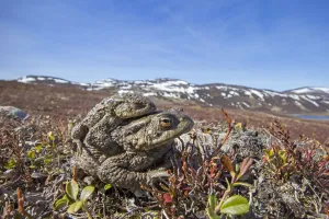 Nearctic Toad Prints: Common toad pair in amplexus print