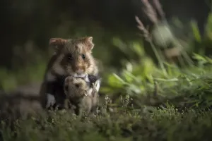 Prints of European hamster (Cricetus cricetus), mother carrying baby in grass, captive Calomyscidae Prints: European Hamster Mother with Baby Print