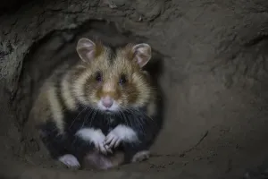 Prints of European hamster (Cricetus cricetus) male, in underground burrow, captive Calomyscidae Prints: European Hamster Print, Captive Male in Burrow