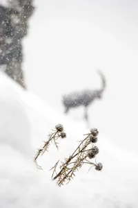 Globe Thistle Print, Italian Alps Winter Scene