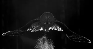 Great Grey Owl Print: Snowy Takeoff