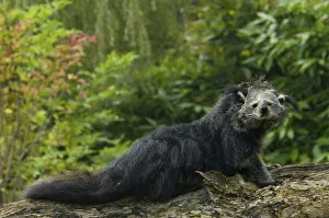 Portrait of Binturong / Asian Bearcat (Arctictis binturong) captive Portrait of Binturong / Asian Bearcat (Arctictis binturong) captive