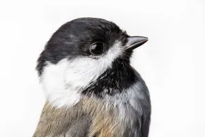 Portrait of a Black-capped chickadee, (Poecile atricapillus) with white background Portrait of a Black-capped chickadee, (Poecile atricapillus) with white background