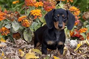 Portrait of black and tan smooth coated Dachshund puppy, sitting in leaves, with zinnias Portrait of black and tan smooth coated Dachshund puppy, sitting in leaves, with zinnias