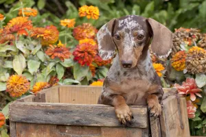 Portrait of dappled miniature Dachshund puppy, in antique wooden box with zinnias in Portrait of dappled miniature Dachshund puppy, in antique wooden box with zinnias in
