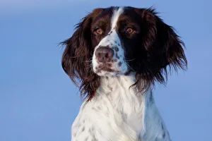 Portrait of English Springer Spaniel (field type). Elkhorn, Wisconsin, USA, January Portrait of English Springer Spaniel (field type). Elkhorn, Wisconsin, USA, January