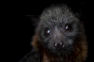 Portrait of a female rescued Grey-headed flying-fox (Pteropus poliocephalus) pup Portrait of a female rescued Grey-headed flying-fox (Pteropus poliocephalus) pup