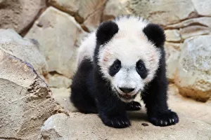 Portrait of Giant panda cub (Ailuropoda melanoleuca) captive Portrait of Giant panda cub (Ailuropoda melanoleuca) captive