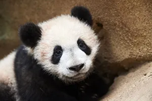 2018 june highlights/portrait giant panda cub ailuropoda melanoleuca 2018 june highlights/portrait giant panda cub ailuropoda melanoleuca