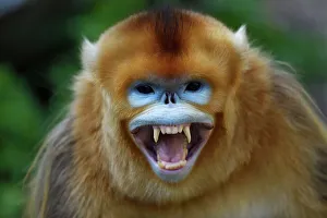 Portrait of a Golden snub-nosed monkey (Rhinopithecus roxellana) screaming and showing its teeth Portrait of a Golden snub-nosed monkey (Rhinopithecus roxellana) screaming and showing its teeth