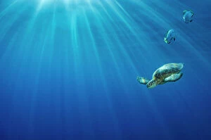 Images Dated 25th May 2007: Portrait of a Green sea turtle (Chelonia mydas) in morning light