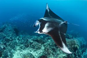 Portrait of a large female Reef manta ray (Mobula alfredi) swimming over a coral reef Portrait of a large female Reef manta ray (Mobula alfredi) swimming over a coral reef