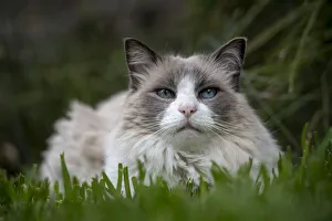 Portrait of male 12 year old domestic cat , ragdoll breed, bicolour, named Magellan Portrait of male 12 year old domestic cat , ragdoll breed, bicolour, named Magellan