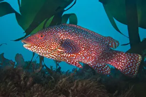 A portrait of a male Ballan wrasse (Labrus bergylta), showing his bright mating colours A portrait of a male Ballan wrasse (Labrus bergylta), showing his bright mating colours