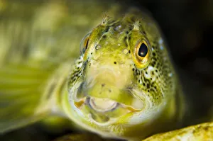 Portrait of a male River blenny (Salaria fluviatilis) River Flumendosa, Gennargentu National Park Portrait of a male River blenny (Salaria fluviatilis) River Flumendosa, Gennargentu National Park