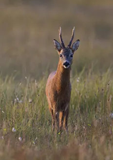Portrait of a male Roe deer (Capreolus capreolus) in a meadow, Cairngorms NP, Scotland Portrait of a male Roe deer (Capreolus capreolus) in a meadow, Cairngorms NP, Scotland