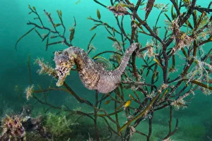 Portrait of a male short snouted seahorse (Hippocampus hippocampus) in sea oak seaweed Portrait of a male short snouted seahorse (Hippocampus hippocampus) in sea oak seaweed
