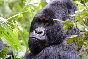 Portrait of male silverback Mountain gorilla (Gorilla beringei beringei) Virunga National Park Portrait of male silverback Mountain gorilla (Gorilla beringei beringei) Virunga National Park