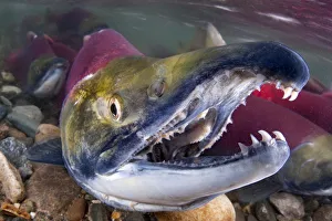 Portrait of Male Sockeye salmon (Oncorhynchus nerka) showing teeth. Adams River, British Columbia Portrait of Male Sockeye salmon (Oncorhynchus nerka) showing teeth. Adams River, British Columbia