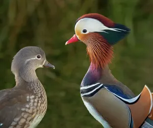 Portrait of a Mandarin duck (Aix sponsa) male animal and female. UK. Introduced species Portrait of a Mandarin duck (Aix sponsa) male animal and female. UK. Introduced species