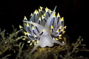 A portrait of a nudibranch (Eubranchus tricolor) on the seabed of a Scottish loch A portrait of a nudibranch (Eubranchus tricolor) on the seabed of a Scottish loch