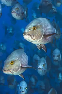 Portrait of pair of Bohar snappers (Lutjanus bohar) in their spawning aggregation Portrait of pair of Bohar snappers (Lutjanus bohar) in their spawning aggregation