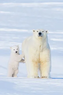Portrait of Polar bear (Ursus maritimus) sow standing with her cub on the snow in late winter Portrait of Polar bear (Ursus maritimus) sow standing with her cub on the snow in late winter