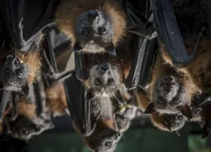 Portrait of rescued and rehabilitated Grey-headed flying-foxes (Pteropus poliocephalus) Portrait of rescued and rehabilitated Grey-headed flying-foxes (Pteropus poliocephalus)