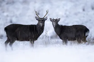 Portrait of two siika deer (Cervus nippon), possibly red deer (Cervus elaphus) hybrids Portrait of two siika deer (Cervus nippon), possibly red deer (Cervus elaphus) hybrids