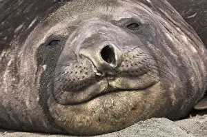 Portrait of Southern Elephant Seal (Mirounga leonina), the largest species of pinniped Portrait of Southern Elephant Seal (Mirounga leonina), the largest species of pinniped