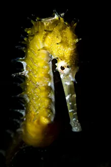 Portrait of a Thorny seahorse (Hippocampus histrix) near Malapascua, Philippines Portrait of a Thorny seahorse (Hippocampus histrix) near Malapascua, Philippines