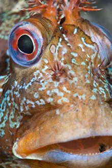 Portrait of Tompot blenny (Parablennius gattorugine) male in bright breeding colours Portrait of Tompot blenny (Parablennius gattorugine) male in bright breeding colours