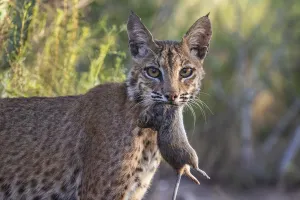 Portrait of a wild adult female Bobcat (Lynx rufus) with Hispid cotton rat Portrait of a wild adult female Bobcat (Lynx rufus) with Hispid cotton rat