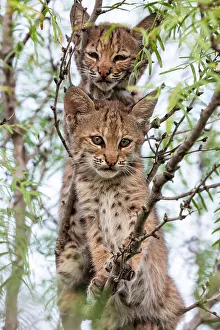 Portrait of two wild Bobcat (Lynx rufus) kittens in a tree, Texas, USA. September Portrait of two wild Bobcat (Lynx rufus) kittens in a tree, Texas, USA. September