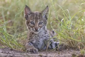 Portrait of a wild female Bobcat (Lynx rufus) kitten playing, Texas, USA. September Portrait of a wild female Bobcat (Lynx rufus) kitten playing, Texas, USA. September