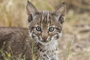 Portrait of a wild female Bobcat (Lynx rufus) kitten, Texas, USA. September Portrait of a wild female Bobcat (Lynx rufus) kitten, Texas, USA. September